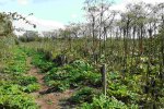 Jonge planten in het voorjaar en afgestorven bloemstengels van het voorgaande jaar (Foto Chris van Dijk)