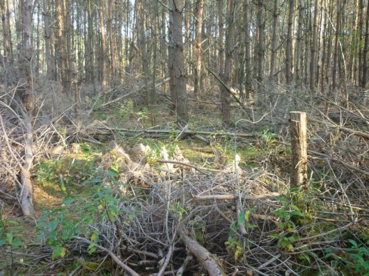 Door een dunning is de lichthoeveelheid onder deze grove dennen flink toegenomen en krijgt Amerikaanse vogelkers de kans om zich te vestigen (Foto Bart Nyssen) Door een dunning is de lichthoeveelheid onder deze grove dennen flink toegenomen en krijgt Amerikaanse vogelkers de kans om zich te vestigen (Foto Bart Nyssen)