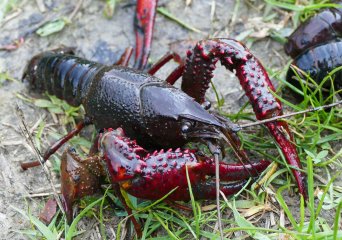 Rode Amerikaanse rivierkreeft, Procambarus clarkii (Foto EIS, Bram Koese) 