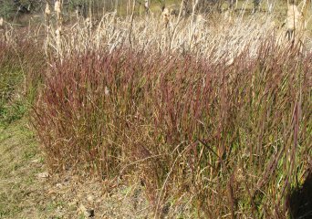 Amerikaans bezemgras (Andropogon virginicus) (Foto Wikimedia Commons, Harry Rose)