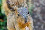 Detail gezicht en staart Amerikaanse voseekhoorn (Sciurus niger) (Foto: Antoine Taveneaux, Wikimedia Commons, 2011) 
