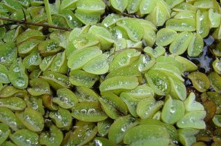 Grote Vlotvaren, Wikimedia Commons, Forest & Kim Starr