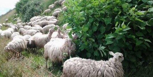 Begrazen schapen Begrazen schapen