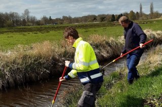Handmatig verwijderen van parelvederkruid (Foto: Waterschap Hunze en Aa’s)