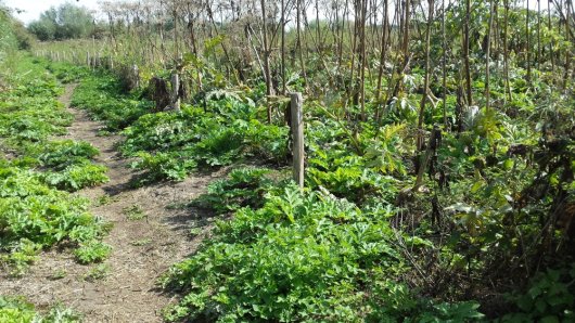 Opkomst van reuzenberenklauw in april en afgestorven bloemstengels van het voorgaande jaar (Foto: Wageningen University & Research) Opkomst van reuzenberenklauw in april en afgestorven bloemstengels van het voorgaande jaar (Foto: Wageningen University & Research)