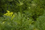  Perzische berenklauw met bloemscherm (Foto Wikkimedia Commons)