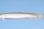 Aziatische modderkruiper (Misgurnus anguillicaudatus) met een grijze kleur (Foto: Noel Burkhead, Wikimedia Commons, 2005)
