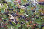 Zwarte appelbes (Aronia × prunifolia) (Foto: Michael Jeltsch, CC BY-SA 4.0)