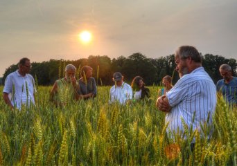 Beoordelen van zomertarwepopulaties