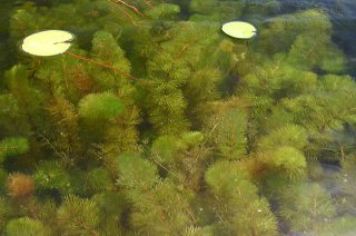 Een haard van ongelijkbladig vederkruid (Myriophyllum heterophyllum) (Foto: Leslie J. Mehrhoff, Wikimedia Commons, 1980)