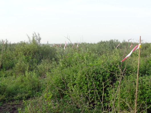 In een deelgebied komt de waterteunisbloem nu vlakdekkend voor In een deelgebied komt de waterteunisbloem nu vlakdekkend voor